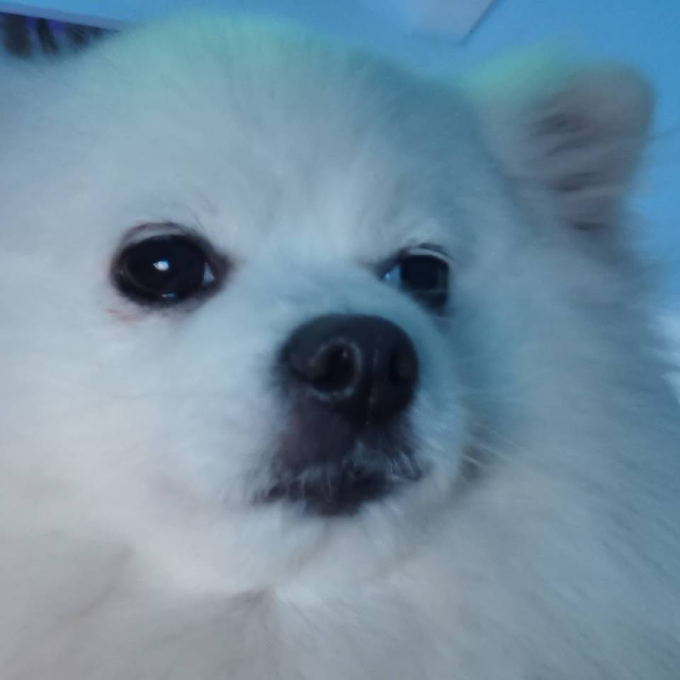 Mengmeng